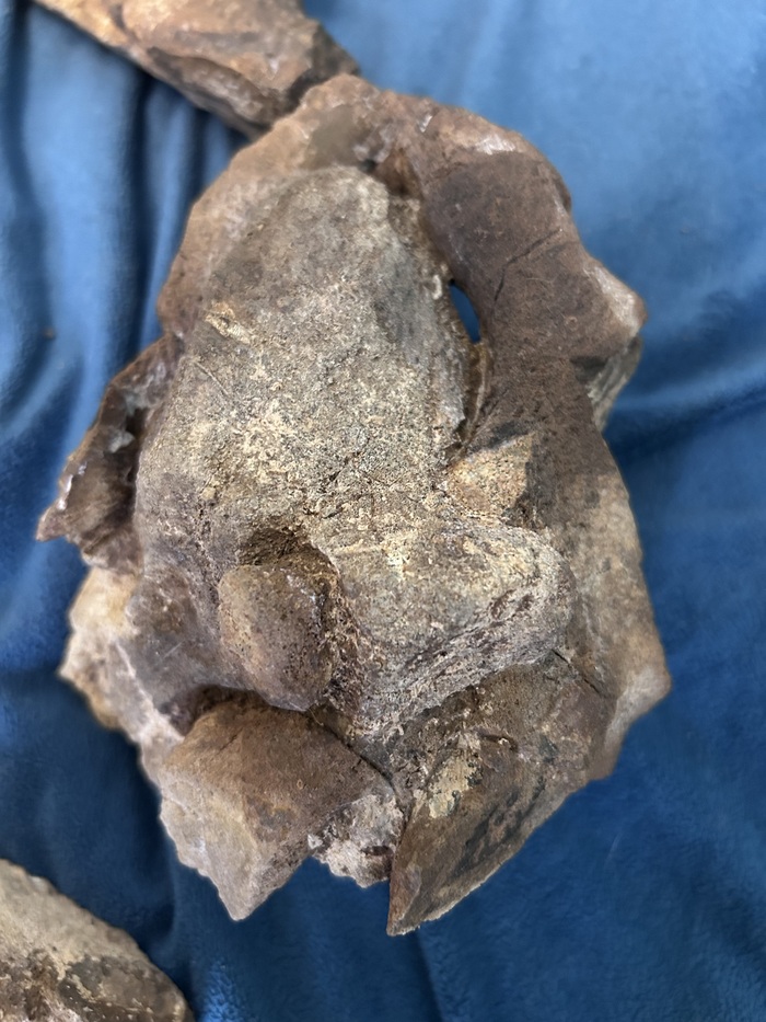 «Лапа» вблизи, как будто обвивает камень, состоящий из раковин брахиопод.