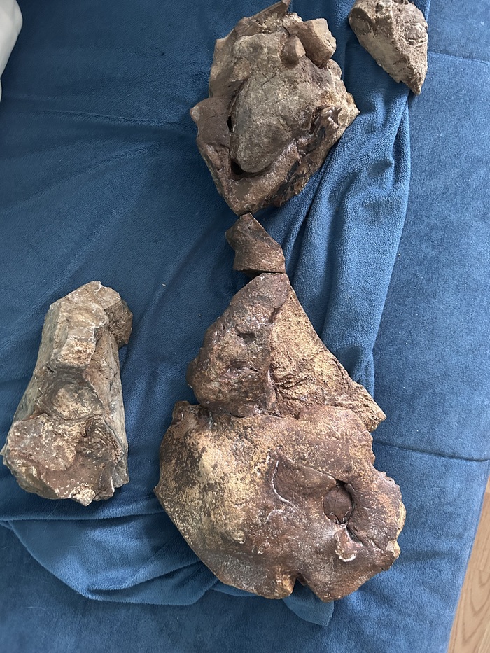 Нечто похожее на лапу, очень плохо, что частей не хватает.