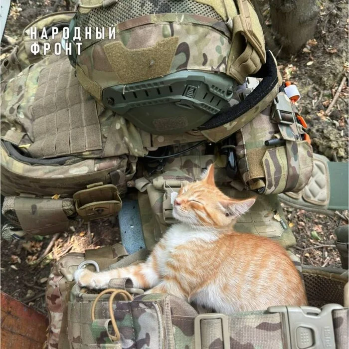 Сон архангельских ребят охраняет кот Комбат Вооруженные силы, Спасение, Борьба за выживание, ОНФ, Кот, Забота, Потеряшка, Архангельск
