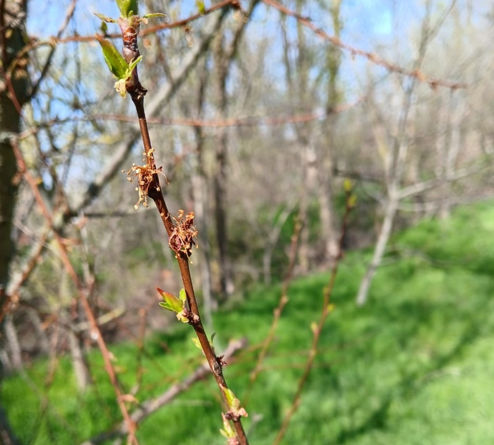 Опасная болезнь садов уже проснулась – монилиоз. Как бороться, рассказывает главный агроном