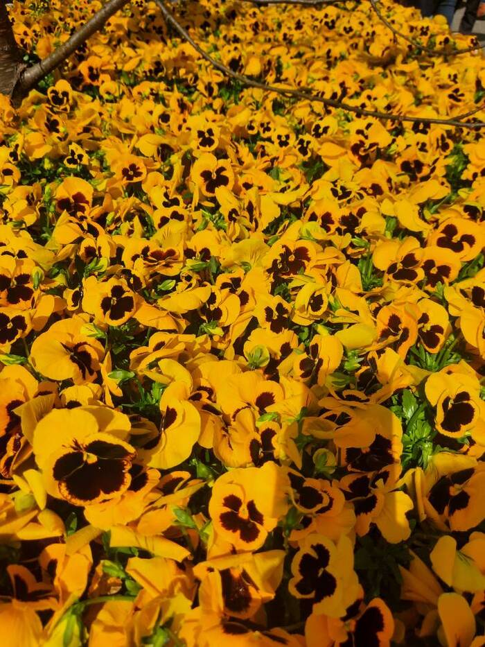 Bratki [������]