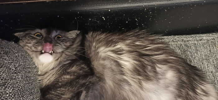 Почти манул