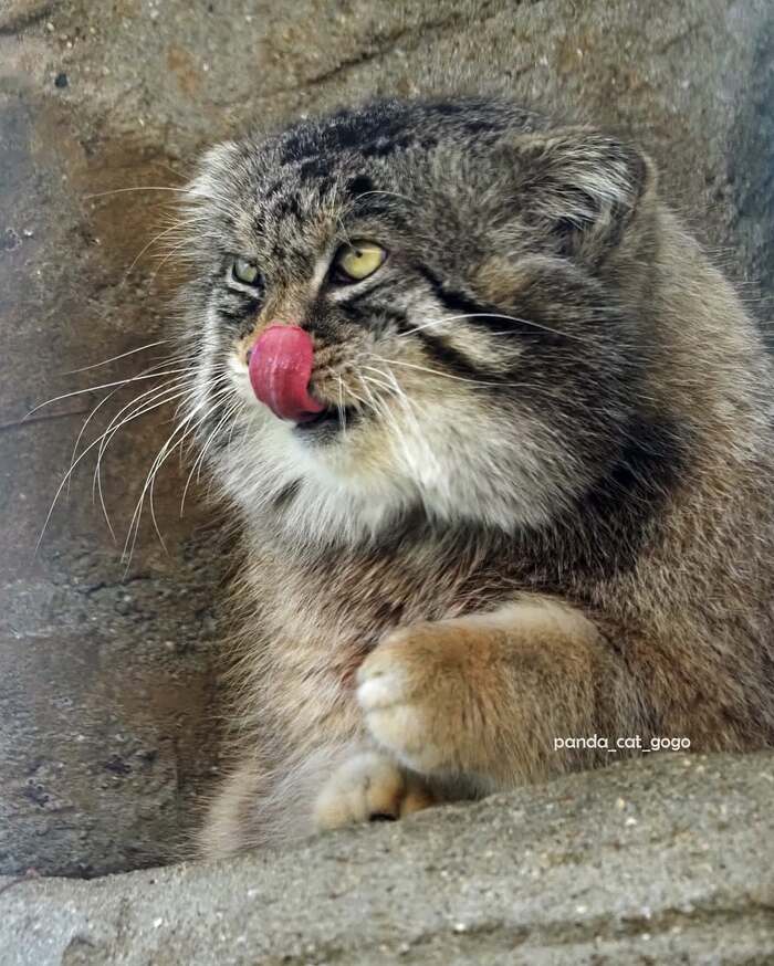 Фото взято из аккаунта <a href="https://pikabu.ru/story/manuloimeninniki_12631467?u=https%3A%2F%2Fwww.instagram.com%2Fp%2FDIiUt-sxYT8%2F%3Figsh%3DMXBoemxnMmpjeGVpcw%3D%3D&t=panda_cat_gogo%20inst&h=20935735815ebcc3ffd7726b0a68142fb38cb3e3" title="https://www.instagram.com/p/DIiUt-sxYT8/?igsh=MXBoemxnMmpjeGVpcw==" target="_blank" rel="nofollow noopener">panda_cat_gogo inst</a>