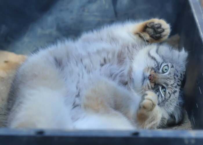 Фото взято из аккаунта <a href="https://pikabu.ru/story/manuloimeninniki_12631467?u=https%3A%2F%2Fwww.instagram.com%2Fp%2FDIHeC8ABfPB%2F%3Figsh%3DMXd1dXVwYm5pZndoaQ%3D%3D&t=safariyokohama%20inst&h=f806089ffc006bf89735790e51b59fe3a9f14f9d" title="https://www.instagram.com/p/DIHeC8ABfPB/?igsh=MXd1dXVwYm5pZndoaQ==" target="_blank" rel="nofollow noopener">safariyokohama inst </a>