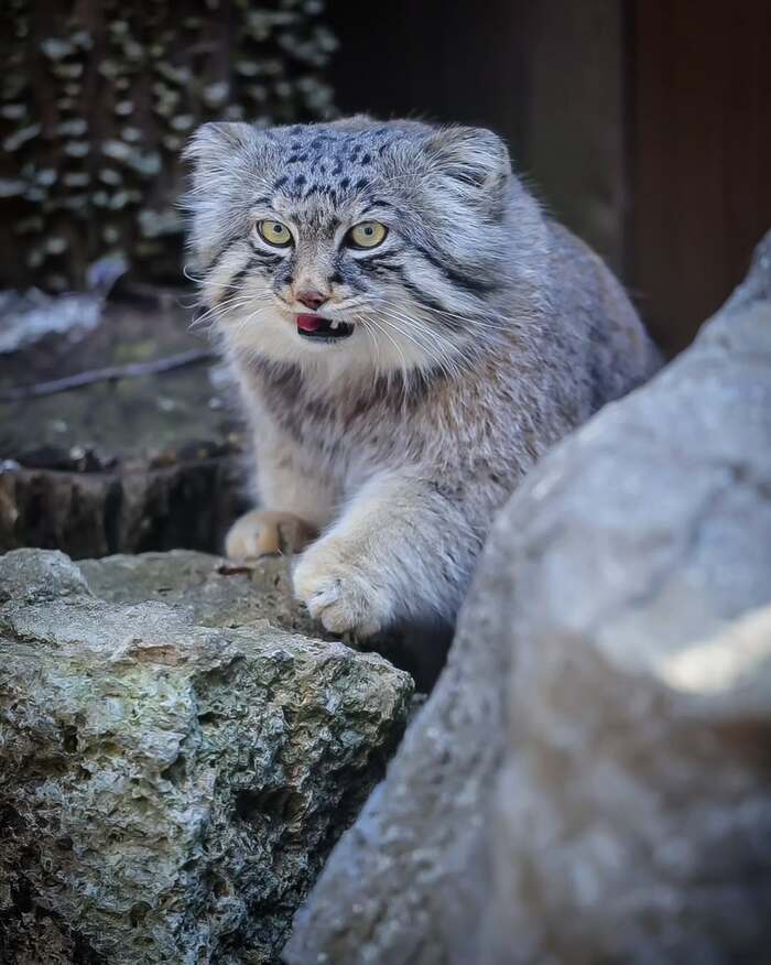 Фото взято из аккаунта <a href="https://pikabu.ru/story/manuloimeninniki_12631467?u=https%3A%2F%2Fwww.instagram.com%2Fp%2FDIhN3snh7EB%2F%3Figsh%3DZDQzc29lczY2YTlz&t=safariyokohama%20inst&h=a8a70247c8f24ecbf80e7d3429385c2451a56ec9" title="https://www.instagram.com/p/DIhN3snh7EB/?igsh=ZDQzc29lczY2YTlz" target="_blank" rel="nofollow noopener">safariyokohama inst</a>