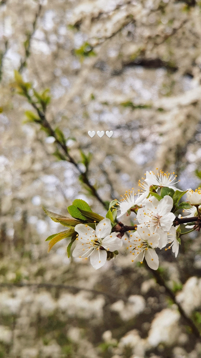 Радуюсь весне. В этом году особенно её ждала. Как и 80ю годовщину ПОБЕДЫ!