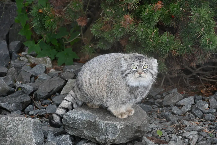 Автор фото Alexander Kantorovich. Взято с <a href="https://pikabu.ru/story/vosem_imeninnikov_12638751?u=https%3A%2F%2Fmanulization.ru%2Fmanuls%2Fchengdu.html&t=manulization.ru&h=f832822c08a9363a87e8144e729c76eaef4ccb71" title="https://manulization.ru/manuls/chengdu.html" target="_blank" rel="nofollow noopener">manulization.ru</a>