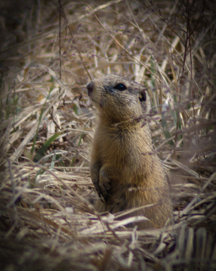 А тут любопытный)