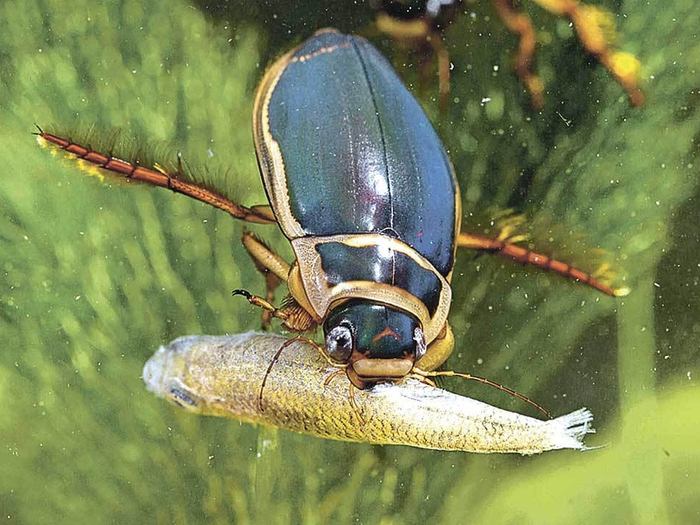 Когда решил покормить котика рыбкой.