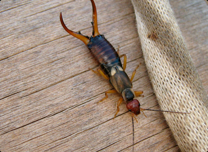 Раньше считалось, что уховёртки протыкают барабанные перепонки животных и откладывают туда яйца. К счастью для всех позвоночных – это не правда.