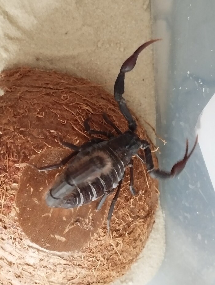 Лохматый хвост самки