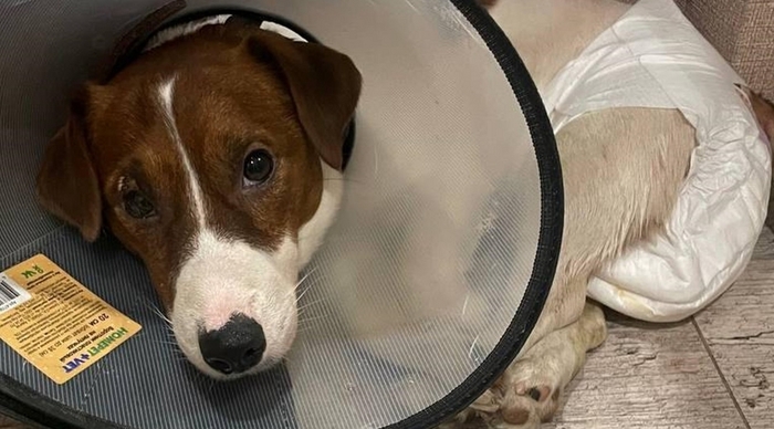 Фото Джека, предоставленное хозяйкой для ИНФО24