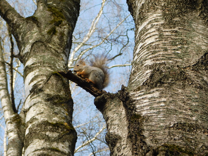 А это первая белочка, которой я предложил греческий орешек!) И я очень рад!!!