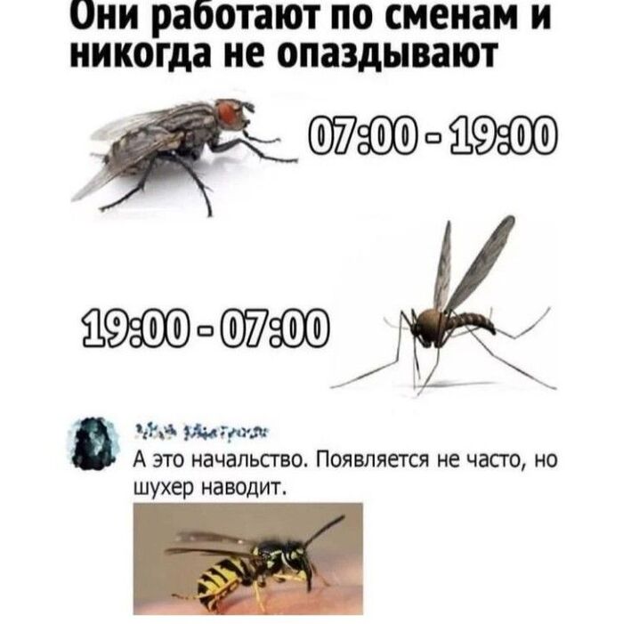 Про насекомых