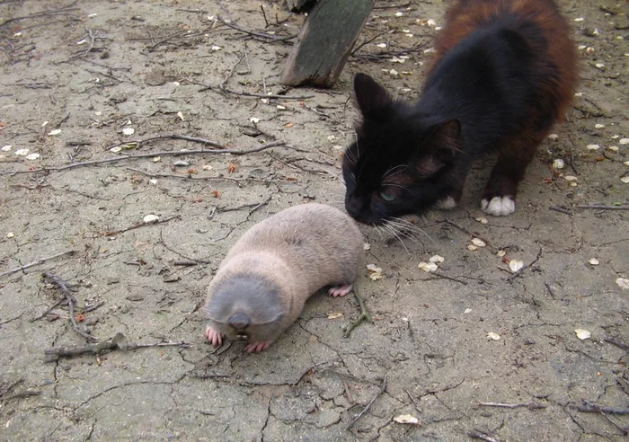 Слепыш: В 10 раз разрушительнее крота. Если он пришёл на участок — огород будет уничтожен Слепыш, Под землей, Животные, Дикие животные, Яндекс Дзен, Яндекс Дзен (ссылка), Длиннопост Слепыш: В 10 раз разрушительнее крота. Если он пришёл на участок — огород будет уничтожен Слепыш, Под землей, Животные, Дикие животные, Яндекс Дзен, Яндекс Дзен (ссылка), Длиннопост