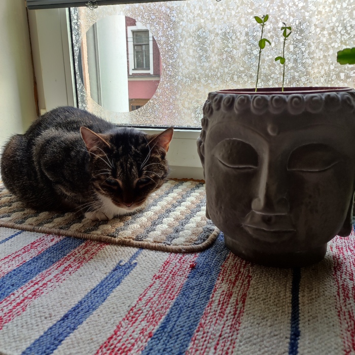 Медитация скумбриевого