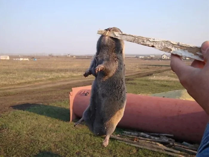 Слепыш: В 10 раз разрушительнее крота. Если он пришёл на участок — огород будет уничтожен Слепыш, Под землей, Животные, Дикие животные, Яндекс Дзен, Яндекс Дзен (ссылка), Длиннопост Слепыш: В 10 раз разрушительнее крота. Если он пришёл на участок — огород будет уничтожен Слепыш, Под землей, Животные, Дикие животные, Яндекс Дзен, Яндекс Дзен (ссылка), Длиннопост