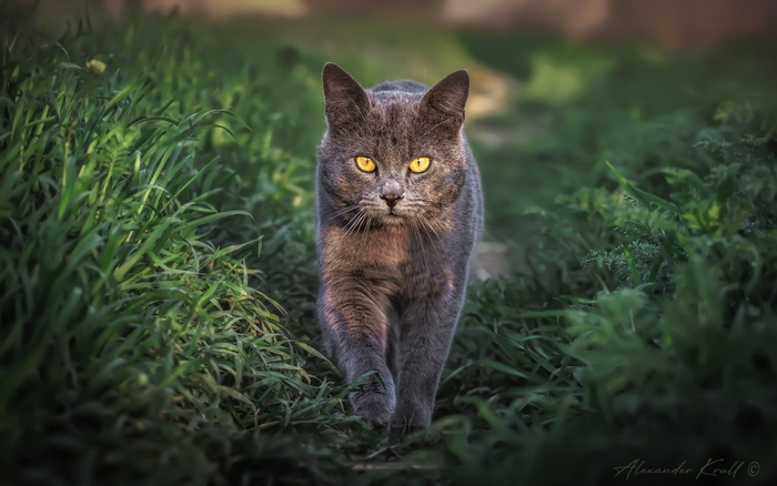 :   <a href="https://pikabu.ru/story/vyishel_osmotret_svoyu_territoriyu_i_poymat_paru_myishey_na_uzhin_12647309?u=https%3A%2F%2Frtraveler.ru%2Fphoto%2F1475054%2F%3Feditorial_photos%3D1&t=%D0%BE%D1%82%D1%81%D1%8E%D0%B4%D0%B0&h=f7477794a71b6af359b709c103b098cb8d826414" title="https://rtraveler.ru/photo/1475054/?editorial_photos=1" target="_blank" rel="nofollow noopener"></a>