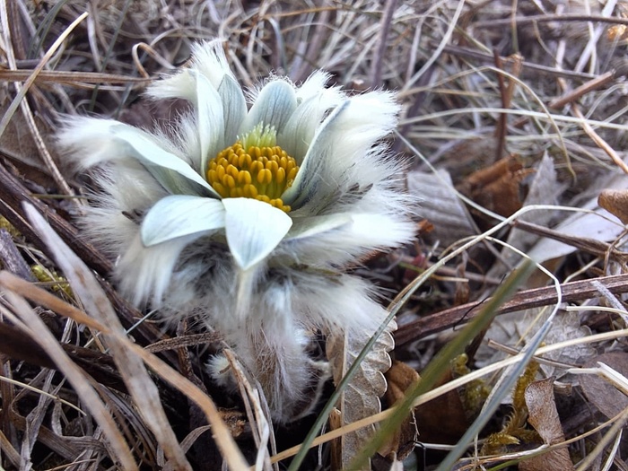  Все фотографии - Оксаны Томасон, с острова Шикотан, Курильские острова.