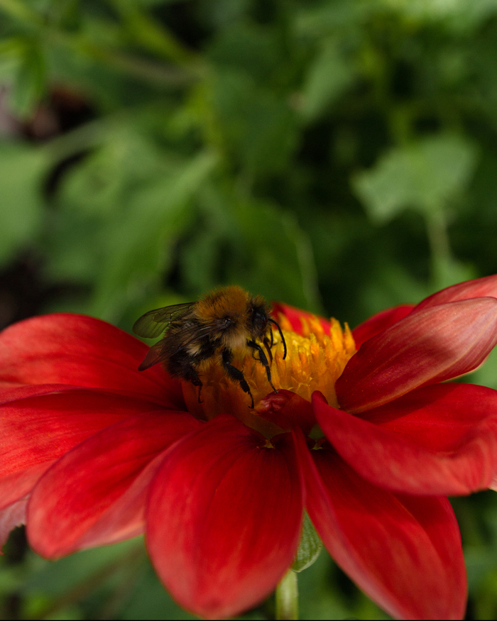     ,  , , , , , Nikon d3100