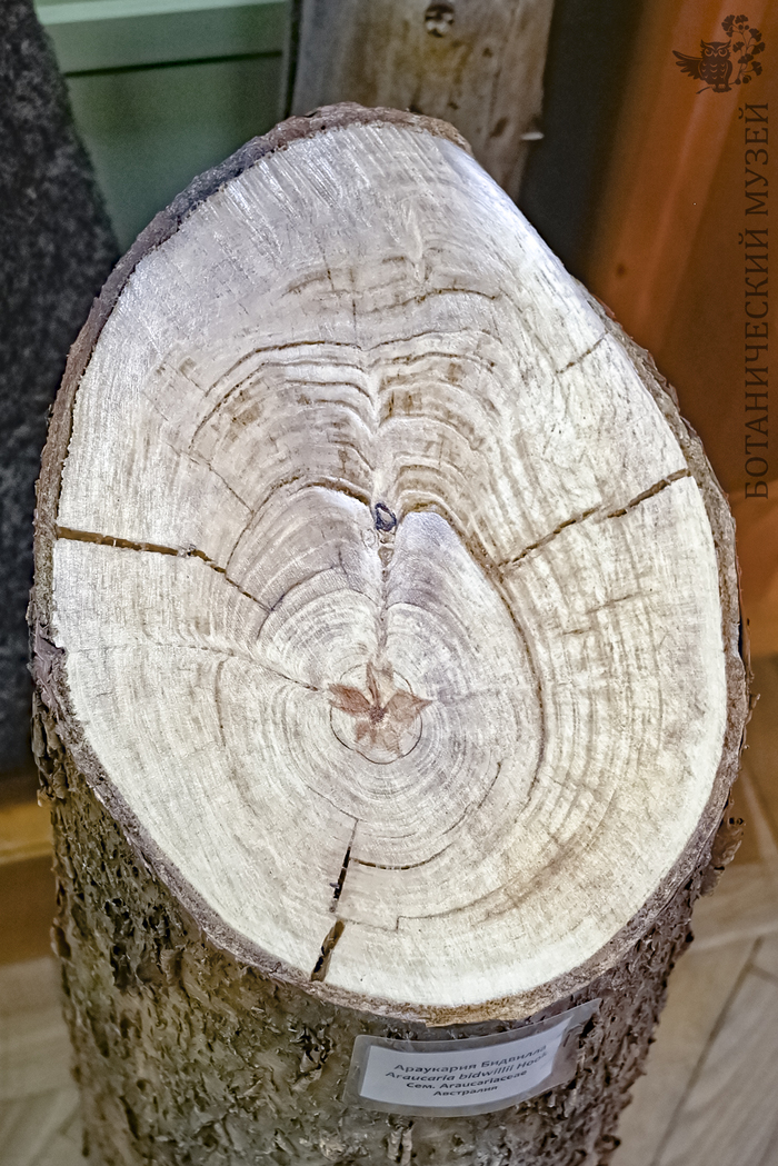 Спил араукарии Бидвилла из экспозиции Ботанического музея БИН РАН.