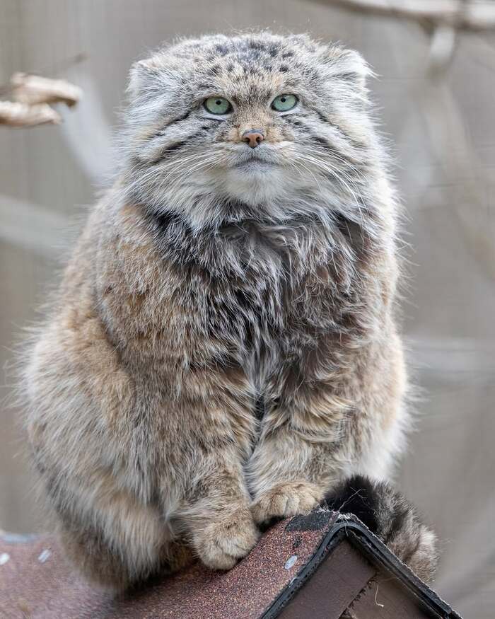 ������ ����, ������ �����