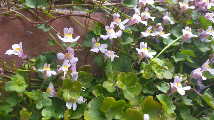 ���������� (Cymbalaria muralis)