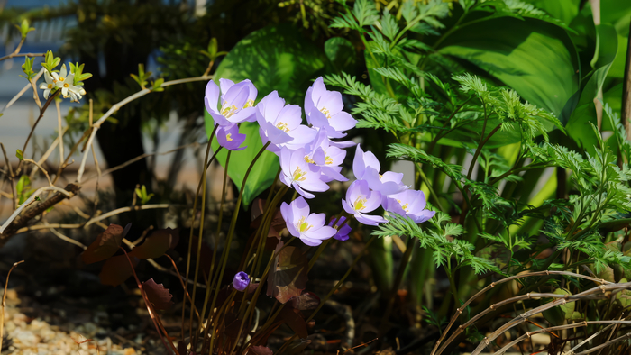 ������������ (Jeffersonia)