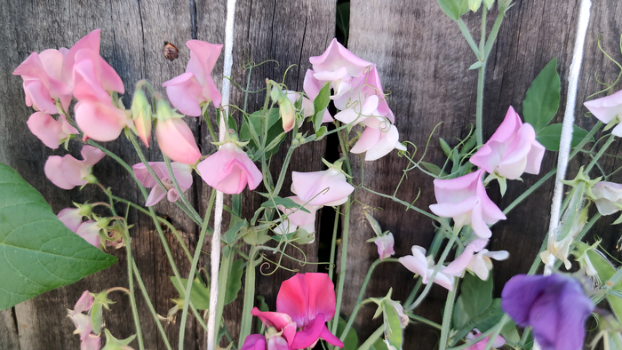 �������� ������� (Lathyrus odoratus)