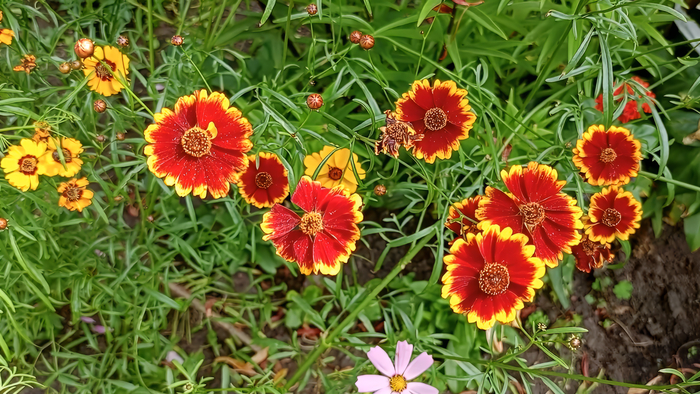 ��������� (Coreopsis)