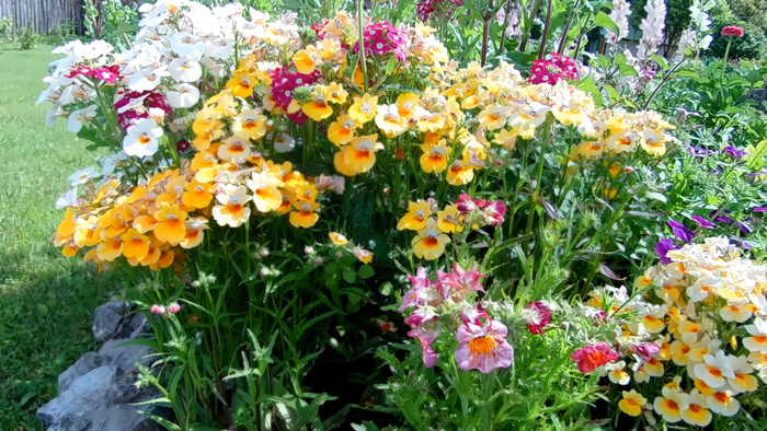 ������� (Nemesia)