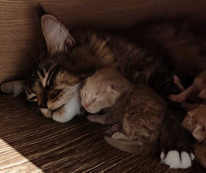 Решил поделиться с вами милотой