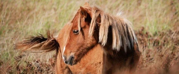 Почему моряки избегают этого места в океане вот уже 400 лет? Тайны острова Сейбл Планета Земля, Земля, Познавательно, Вокруг света, Планета, Факты, Научпоп, География, Удивительное, Биология, Длиннопост, Искусственный интеллект, Сгенерировано