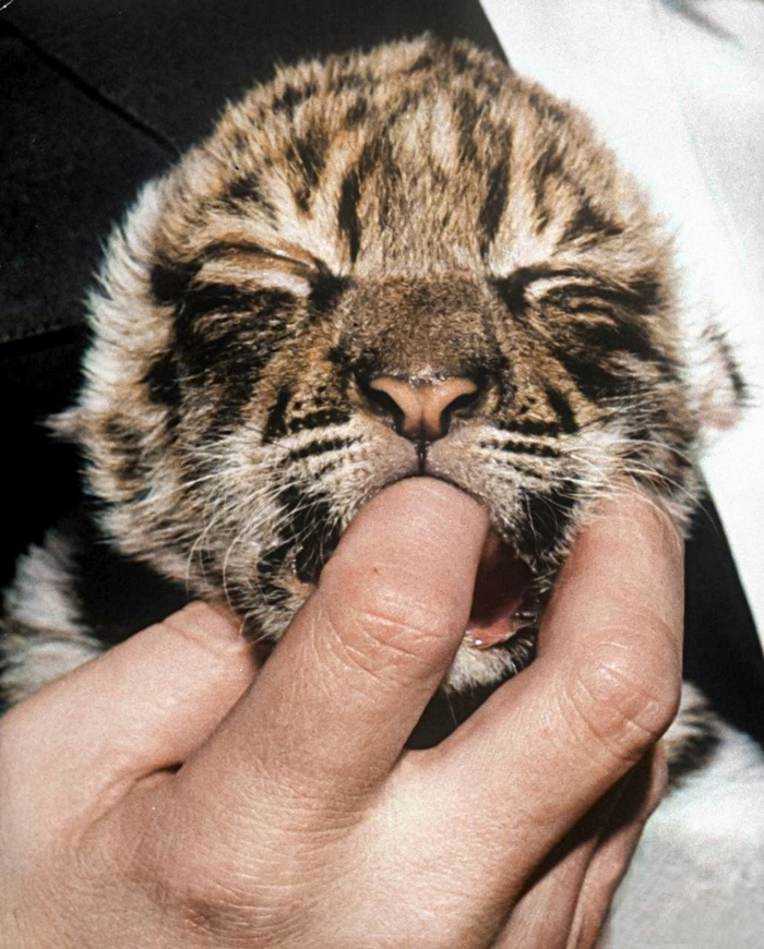 ��������: ������� ����������