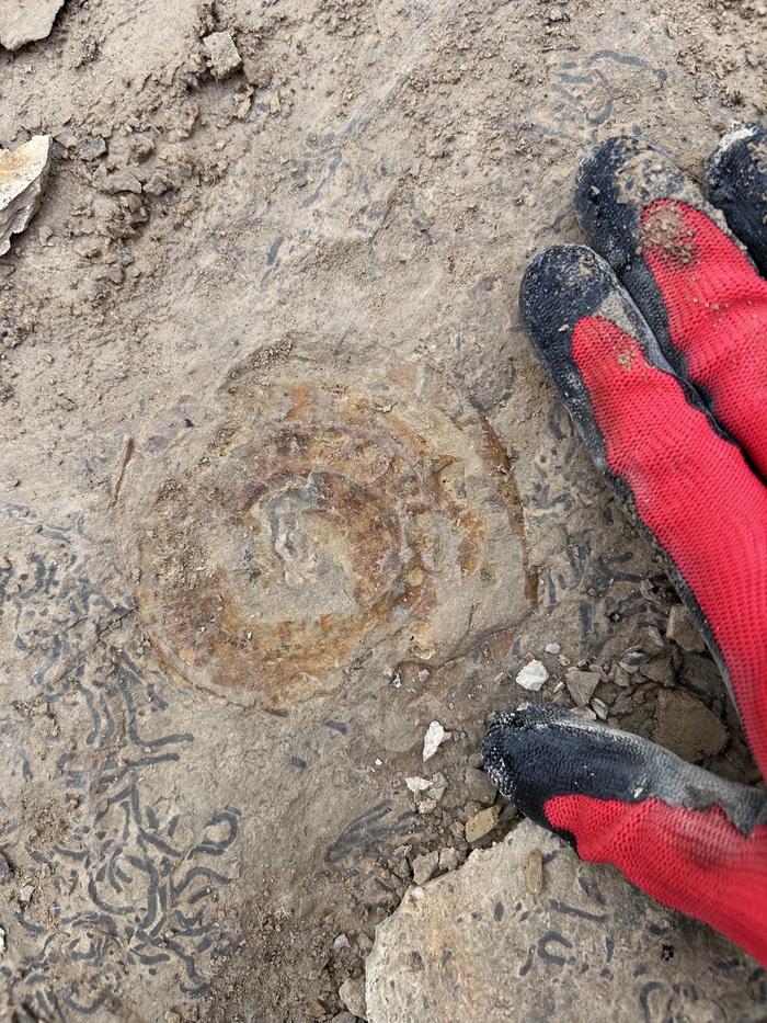 Вот и первый экземпляр, прямо у дороги.