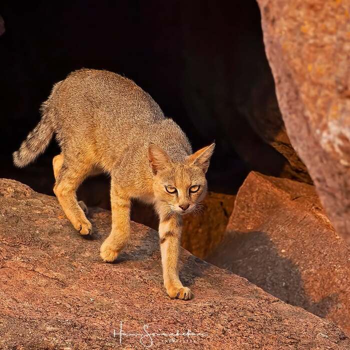 Пора на охоту