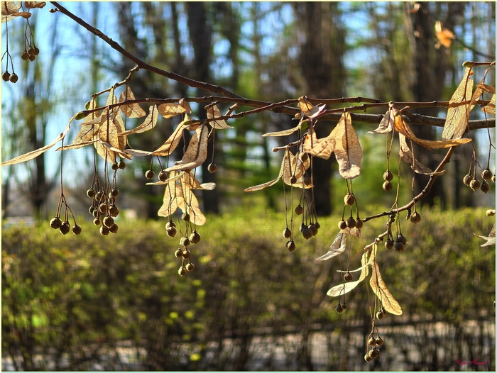Липовые орешки по весне