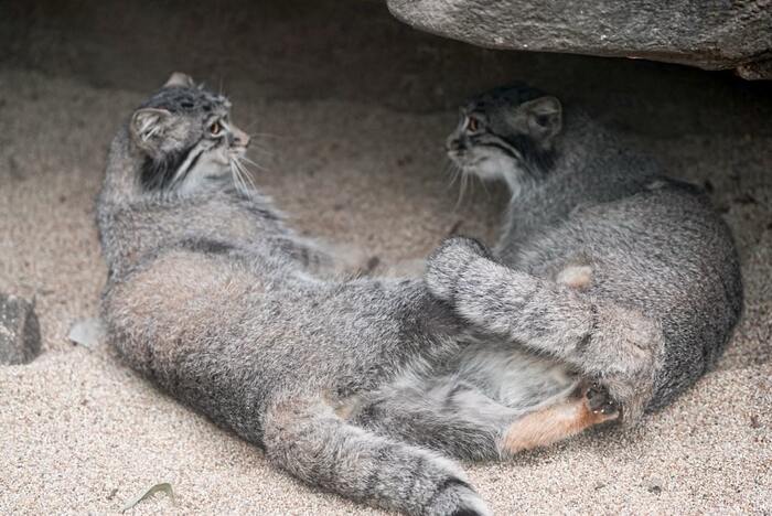 Ты да я, да мы с тобой