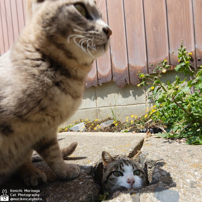   , Twitter (), 