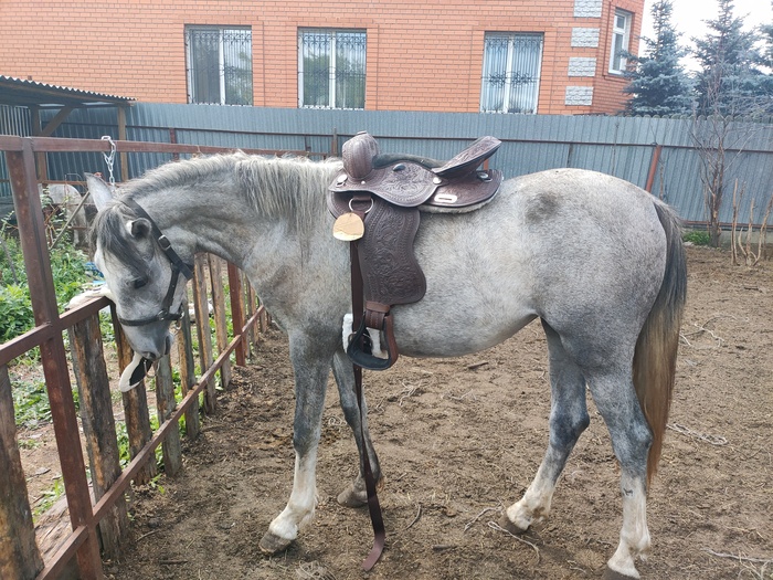 Дарья на примерке седла