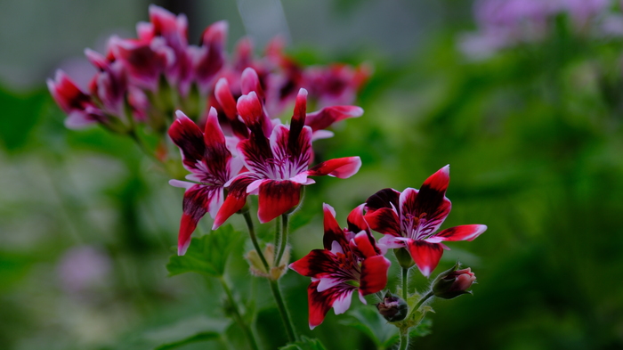 Род растений семейства Гераниевые