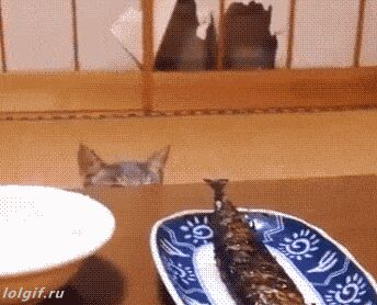 Кошачьи гифки Гифка, Ассорти, Кот, Длиннопост