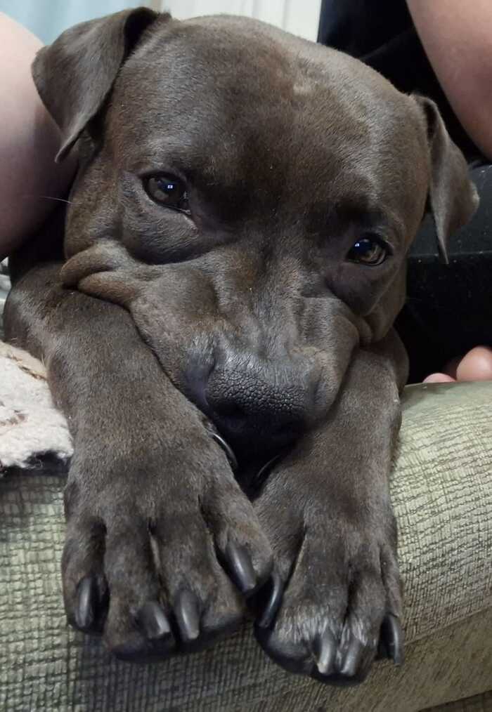 Ответ на пост «Бойцовские собаки погрызли 10-летнего мальчика в Ставрополе: ребенок в реанимации»