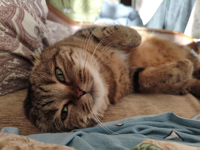 Мохнатый будильник