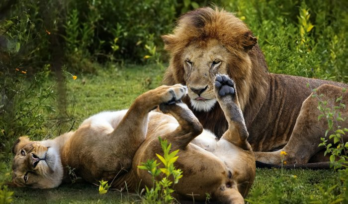 Трахни меня!