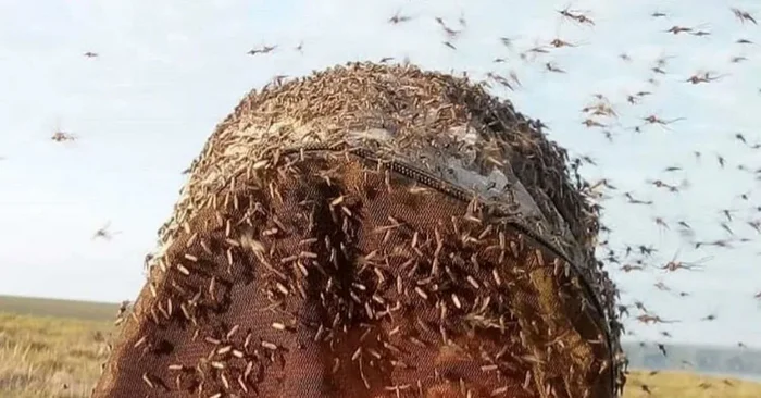 Место, где больше всего комаров и мошек. 10 фактов про Васюганские болота Земля, Планета Земля, Длиннопост