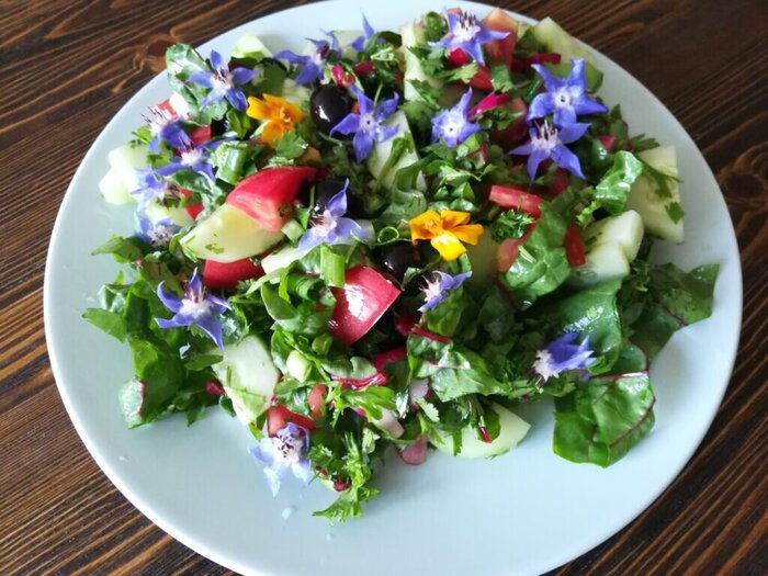 В салаты добавляют не только свежие листья бурачника, но и цветки, они тоже съедобны. Фото с сайта <!--noindex--><a href="https://pikabu.ru/story/lekarstvennyie_burachnik_12681475?u=http%3A%2F%2Fdzen.ru&t=dzen.ru&h=4df646f52a546fe378290929d40cca90ccf2902a" title="http://dzen.ru" target="_blank" rel="nofollow noopener">dzen.ru</a><!--/noindex-->.