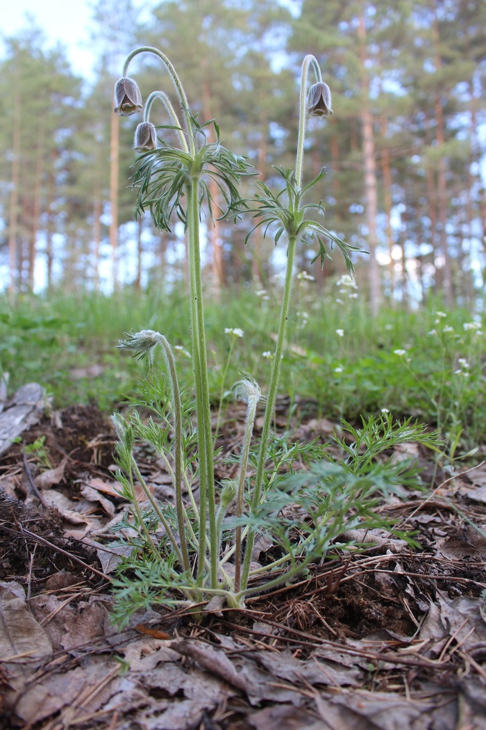Прострел луговой, P. pratensis.