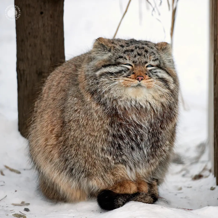 Авторы фото Виктория и Роман Пауловы. <a href="https://pikabu.ru/story/s_dnyom_rozhdeniya_evyata_12665091?u=https%3A%2F%2Fmanulization.ru%2Fmanuls%2Fdaughter-of-eve-2023-iii%2Fphotos%2F14LbuqoB0ptVm6hi&t=Manulization.ru&h=94426713b09e68042af2339ca9aa9bb06f9815c7" title="https://manulization.ru/manuls/daughter-of-eve-2023-iii/photos/14LbuqoB0ptVm6hi" target="_blank" rel="nofollow noopener">Manulization.ru</a>