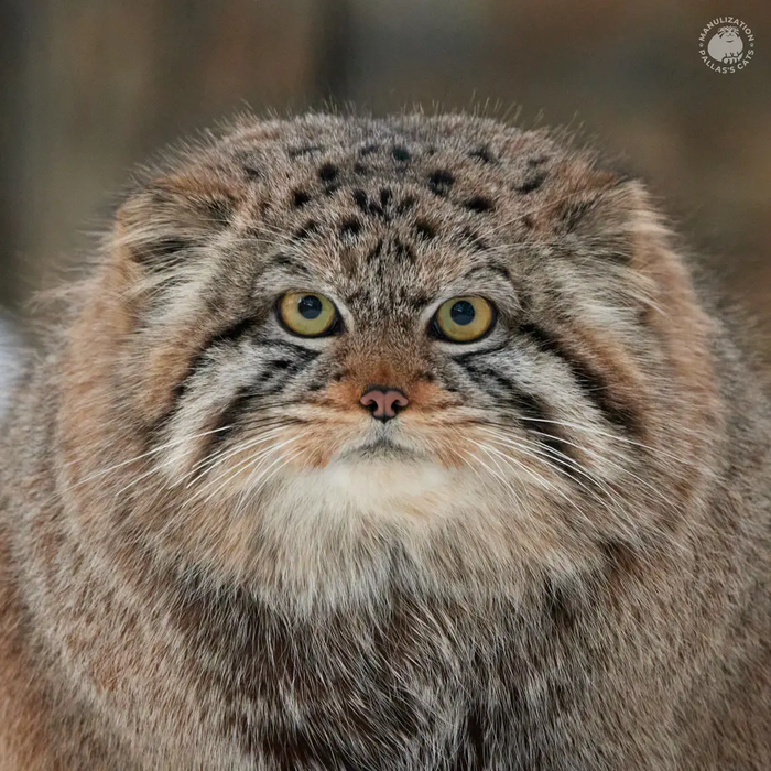 Авторы фото Виктория и Роман Пауловы. <a href="https://pikabu.ru/story/s_dnyom_rozhdeniya_evyata_12665091?u=https%3A%2F%2Fmanulization.ru%2Fmanuls%2Fson-of-eve-2023-first%2Fphotos%2FRHvT21JfaJDMnPJc&t=Manulization.ru&h=b99ecd7afe5fcfd1ef9b19dc0d3ff2902de5bc45" title="https://manulization.ru/manuls/son-of-eve-2023-first/photos/RHvT21JfaJDMnPJc" target="_blank" rel="nofollow noopener">Manulization.ru</a>